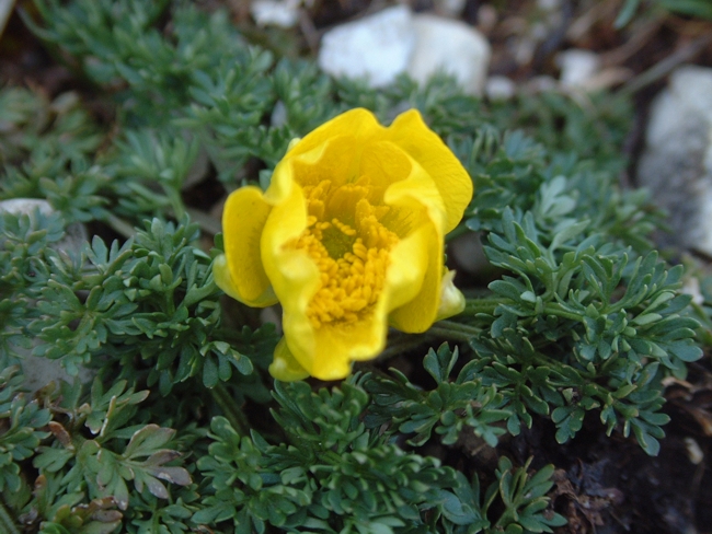 Ranunculus millefoliatus / Ranuncolo millefoglio